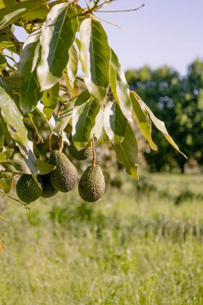 tiny away avocado farm